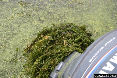 Hydrilla